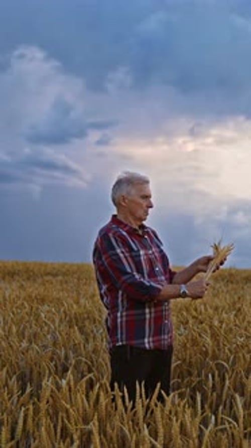 Gray Haired Man in Wheat Field Examining Crop