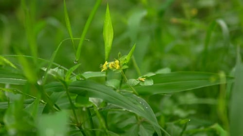 Nahaufnahme von grünem Gras und kleinen gelben Blumen auf einer üppigen Wiese an einem Sommertag