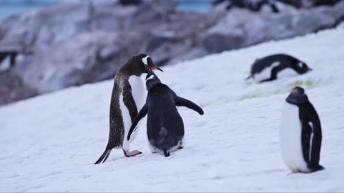 Penguins Feeding in Snowy Antarctica Landscape