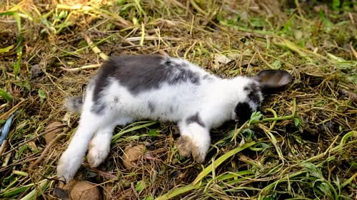 Resting Rabbit Lying Still on Bed of Grass