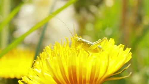 A close-up shot of a green grasshopper enjoying the nectar on a bright yellow dandelion flower in a