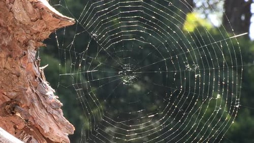 A large spider's web, attached to a tree trunk, with the green of the vegetation blurred in the back