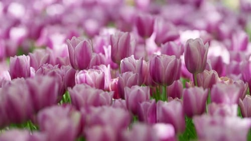 Lush Field of Pink Tulips Blooming in Spring