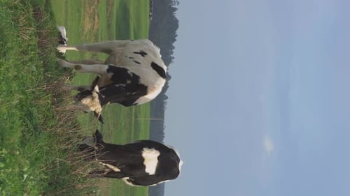 Cow 02