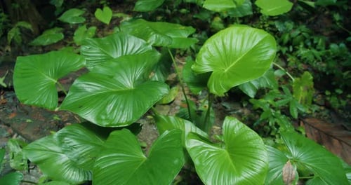 Lush green tropical leaves in summer rain forest