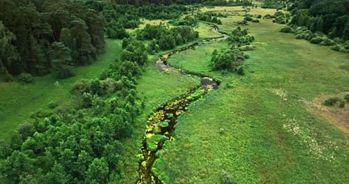 Swamps and green forest in summer, aerial view