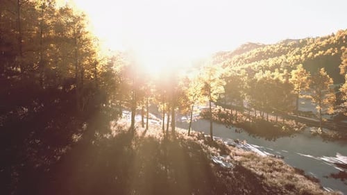 Arbres jaunes magiques qui brillent au soleil