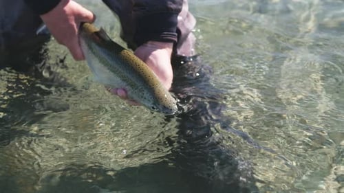 A fly fisherman releases a big Rainbow Trout into a clear river