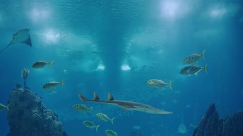 Underwater Scene with Various Fish and Stingrays in a Deep Blue Ocean