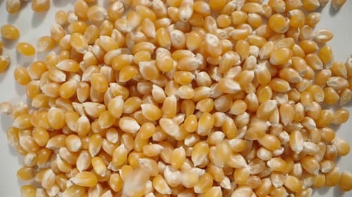 Dry corn kernels for popcorn fall down, top view, in slow motion.