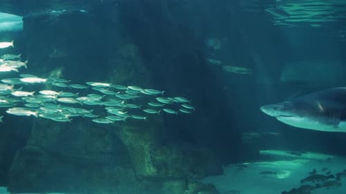 Solitary Shark Exploring Ocean Depths 4 K