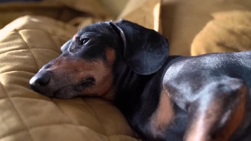 Sleeping Dachshund Dog Curled Up Indoors at Home