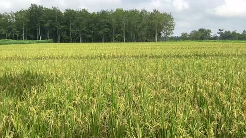 rice plants