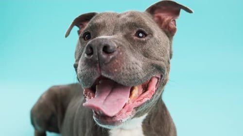 Lindo cão Pitbull americano sentado em fundo azul