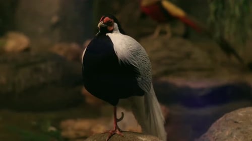Bird 4K