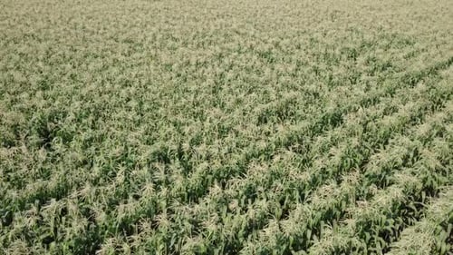Large mature Corn field, Top down aerial footage.