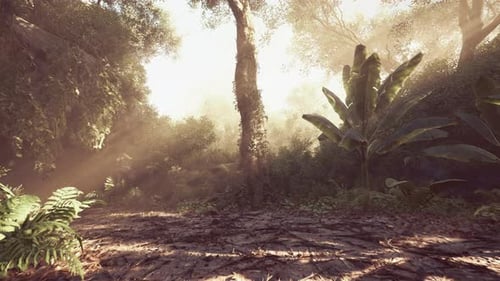 Sunlit Jungle Path Through Lush Tropical Forest