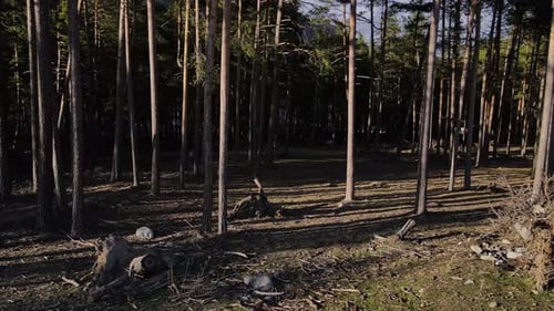 A Woodland with Many Trees and Fallen Trunks Creates a Natural Landscape