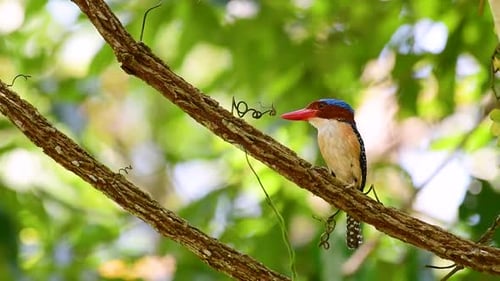 Ein Baum, Eisvogel und einer der schönsten Vögel Thailands in tropischen Regenwäldern