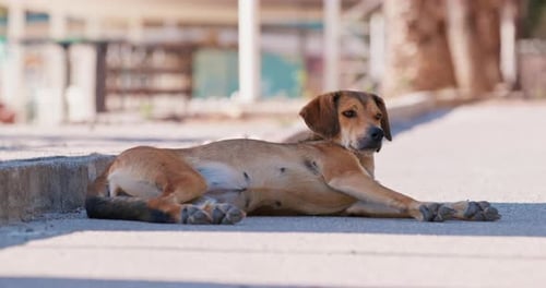 Mongrel dog lying on sunny city street in building shadow