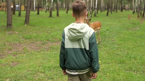 Child Observing Fallow Deer Walking in a Birch Forest