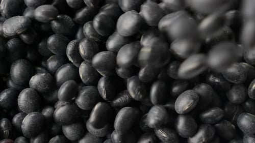 Dancing as they descend, cascade of secrets and warmth, Back turtle beans