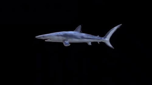Blue Shark Idle Loop