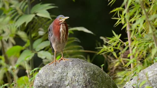 Green Heron standing by a water source in Costa Rica