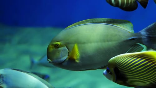 Naso Tang Fish Swimming in Blue Water Aquarium with Other Fish