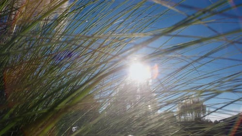 El sol brilla a través de la hierba verde ondulante y el cielo azul