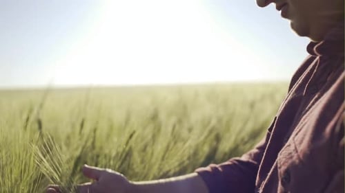 The Young Farmer Touches the Green Stalk Almost Reaching the Wheat and Enjoys a Good Harvest Against