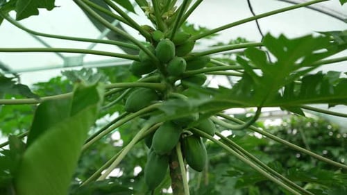 Green Papaya Fruits on the Tree