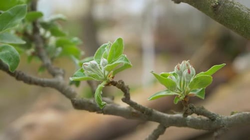 Buds on Apple Tree on Brown Background
