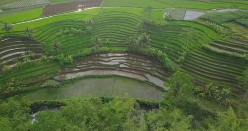 Drohnenvideo der Landschaft in Indonesien mit Blick auf ein terrassenförmig angelegtes Reisfeld, das von grünen Reisfeldern bewachsen ist