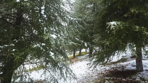Snow Covered Trees in a Winter Landscape