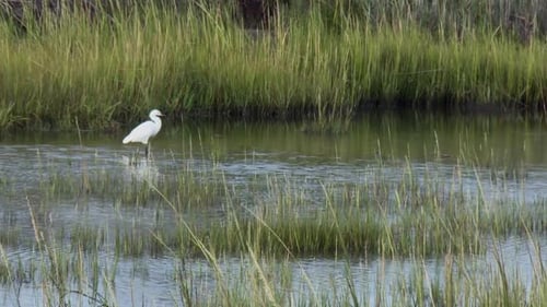 Little Egret Walking In The Wetland At Blackwater National Wildlife Refuge In Maryland, USA. - stati