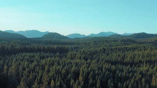 Aerial drone view flight over pine tree forest in Mountain.