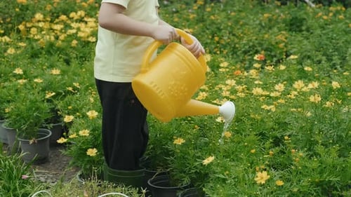 Child Watering Yellow Flowers in a Sunny Field