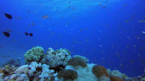 Coral Garden Fish Scene