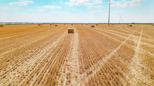 Harvested Wheat Field