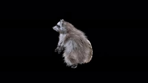 Dancing Raccoon Animated Character on Transparent Background Loop