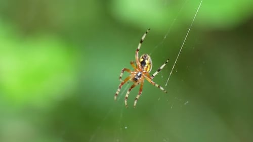 Colorful Spider Hanging in Web in Greenery