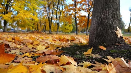 View on Empty Park Covered with Golden Foliage at Ground on Sunny Day Yellow Maple Leaves Lying on