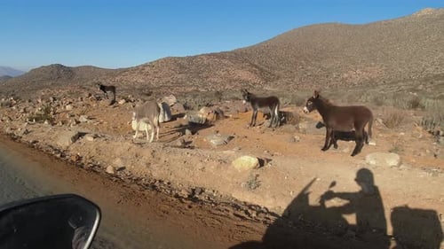 POV motorbike shadow riding past donkeys on side of rural dirt road