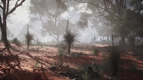 Misty Landscape with Native Plants in the Australian Outback