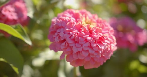 Gorgeous Pink Flowers in Field, Beautiful Wildflowers on Sunny Day Close