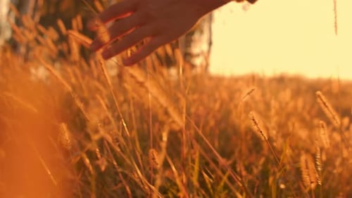 Human Woman's Hand Moving Through Yellow Field of the Grass Female Hand Touching a Young Wheat in