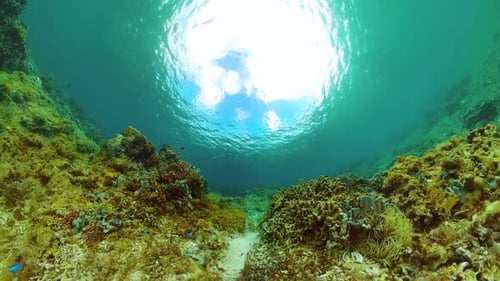 Underwater Scene with Tropical Fish and Coral Reef