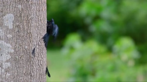 The Greater Racket-tailed Drongo is known for its tail that looks like a racket; it is a very intell