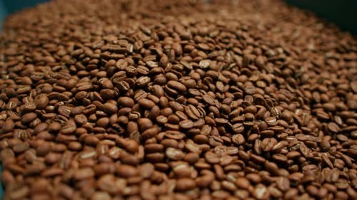 coffee production roasted and fragrant coffee beans lie in a box preparing for transportation